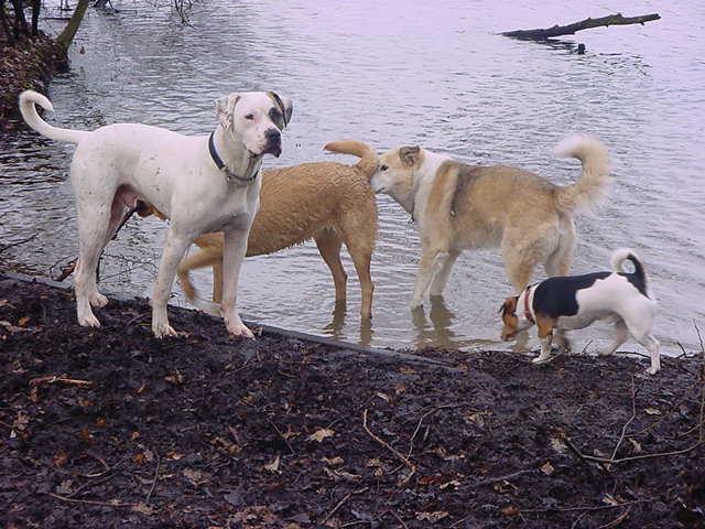 foto honden bij water